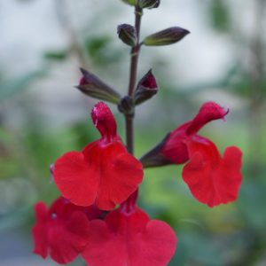 Salvia 'Jezebel'