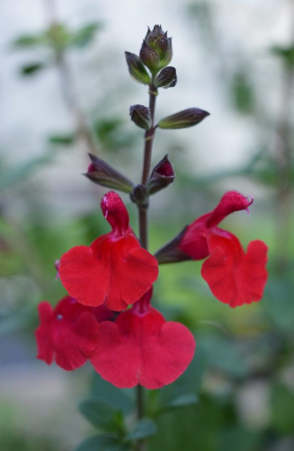 Salvia 'Jezebel'