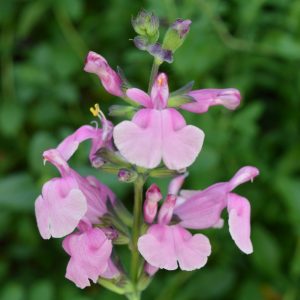 Salvia 'Krystle Pink'