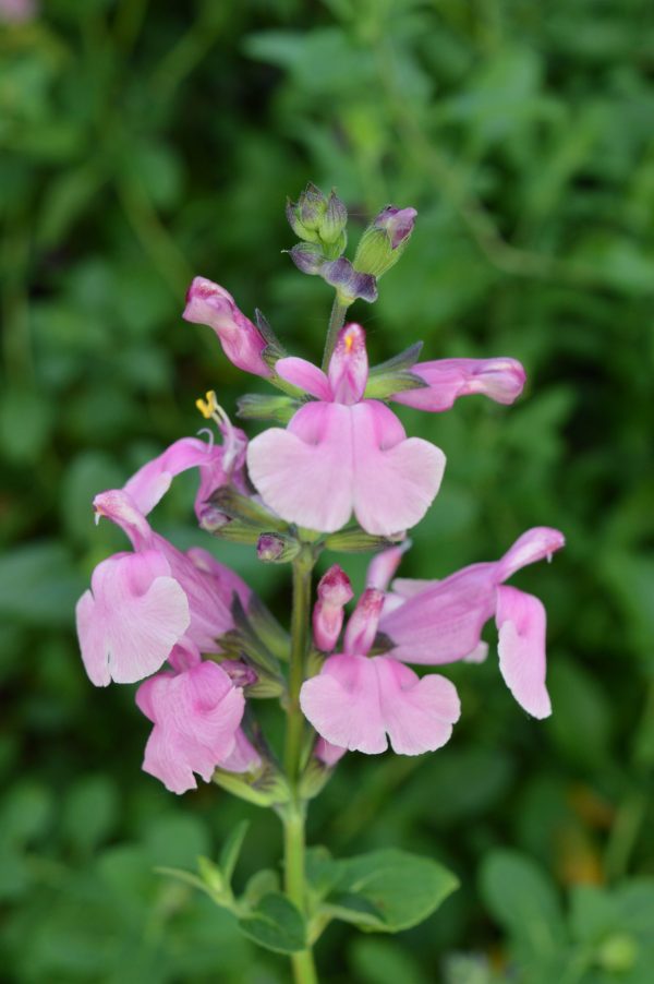 Salvia Krystle Pink Salvia 'Krystle Pink'
