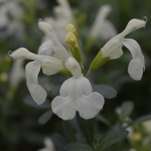 Salvia x jamensis 'Moonlight Serenade'