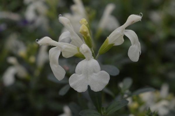 Salvia Moonlight Serenade Salvia x jamensis 'Moonlight Serenade'