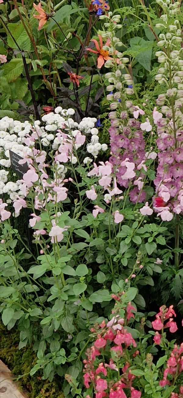 Salvia 'Naomy Tree' Salvia 'Naomy Tree'