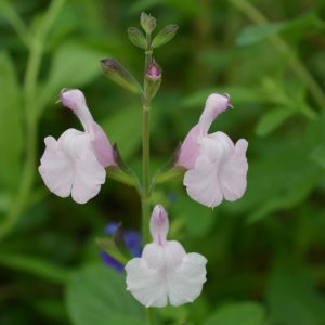 Salvia 'Naomy Tree'