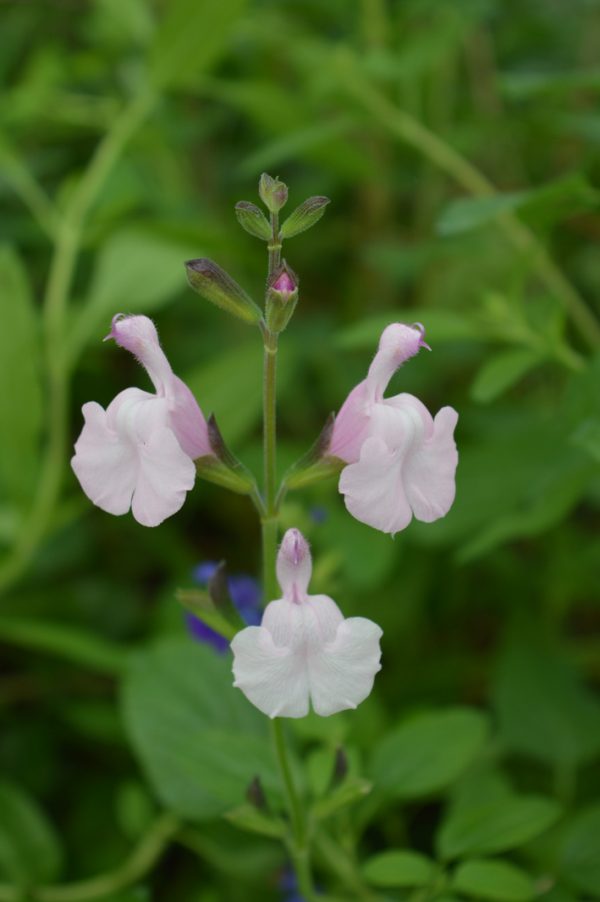 Salvia Naomy Tree Salvia 'Naomy Tree'
