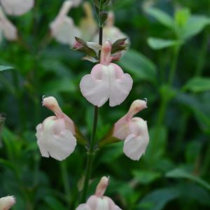 Salvia 'Peach Parfait'