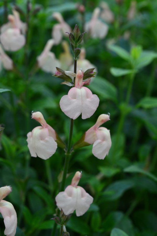 Salvia 'Peach Parfait'