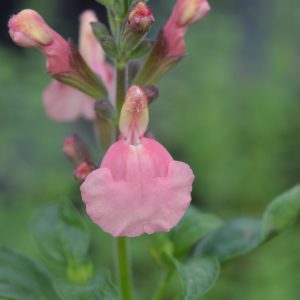 Salvia x jamensis 'Senorita Leah'