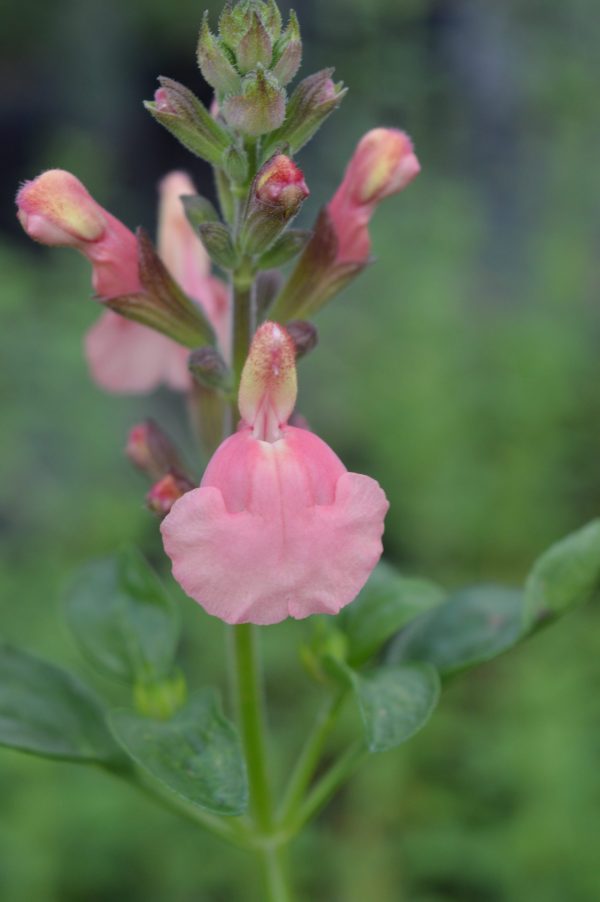 Salvia x jamensis 'Senorita Leah'