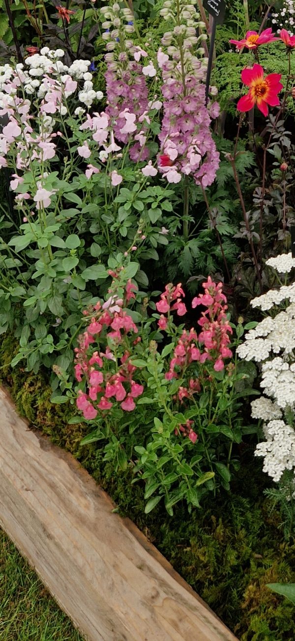 Salvia x jamensis 'Senorita Leah'