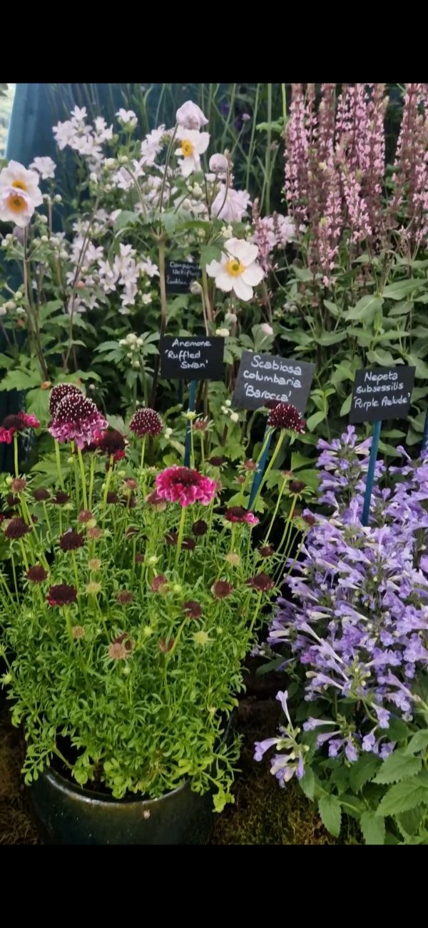 Scabiosa 'Barocca' Scabiosa 'Barocca'