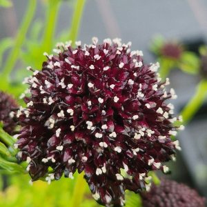 Scabious 'Barocca'