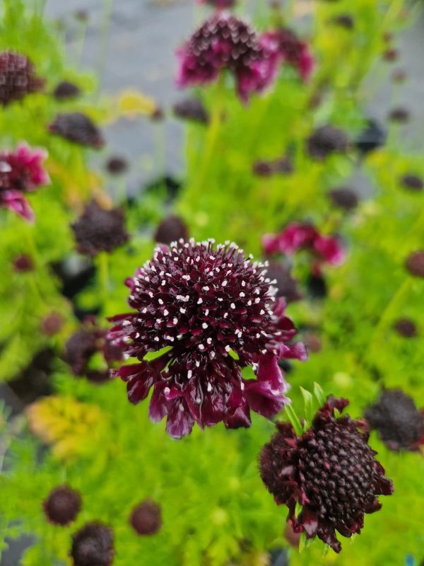 Scabious barocca2