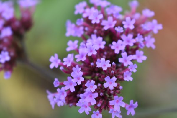Verbena Violetta