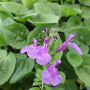 Salvia 'Mauve Midget'