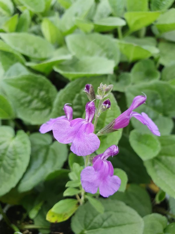 Salvia 'Mauve Midget'