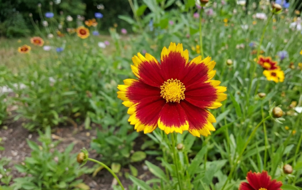 Coreopsis up tick red 1 Coreopsis up tick red 1