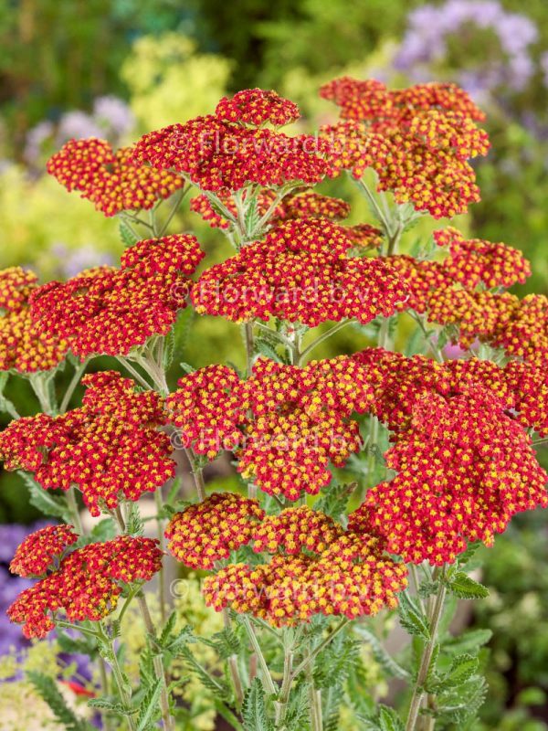 Achillea 'Safran' Achillea 'Safran'