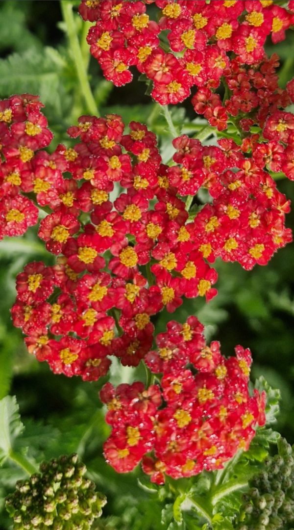 Achillea 'Safran' Achillea 'Safran'