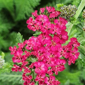Achillea 'Sassy Summer Taffy'