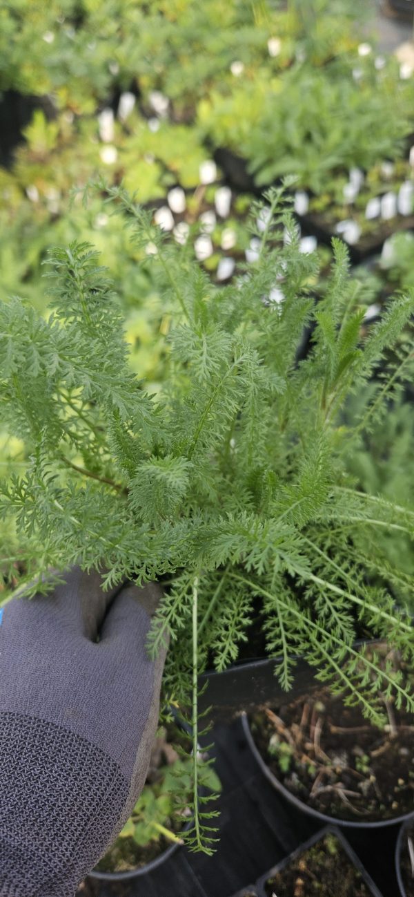Achillea 'Sassy Summer Taffy' Achillea 'Sassy Summer Taffy'