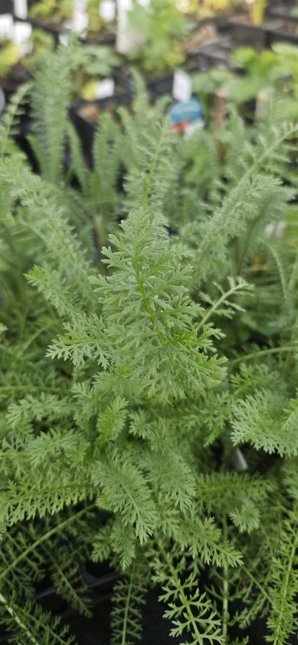 Achillea 'Sassy Summer Taffy'2 Achillea 'Sassy Summer Taffy'
