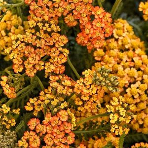 Achillea millefollium 'Milly Rock Yellow Terracotta'