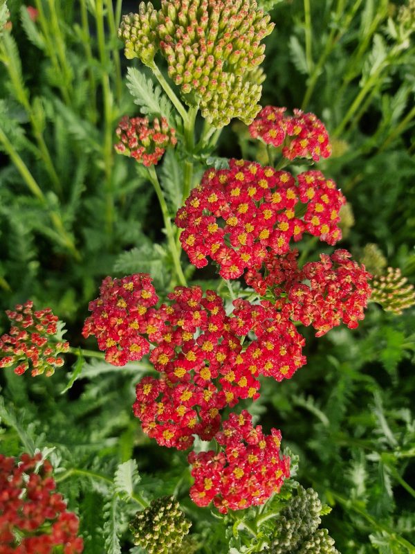 Achillea 'Safran' | Shop Well Established Achillea | Proctors Nursery