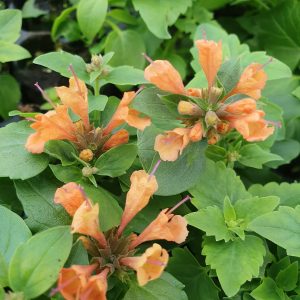 Agastache 'Apadana Orange'