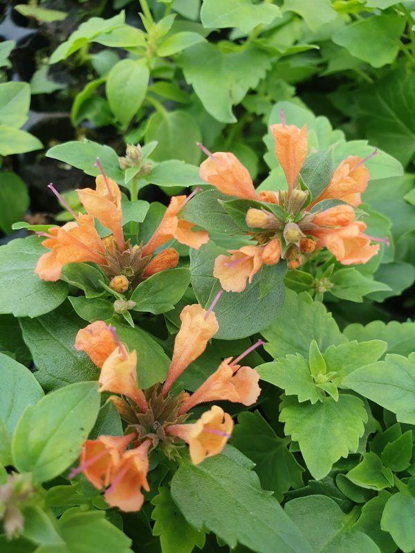 Agastache 'Apadana Orange'