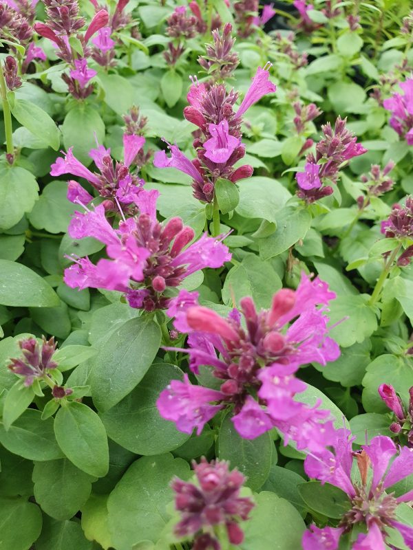Agastache 'Apadana Rose' 2 Agastache 'Apadana Rose'