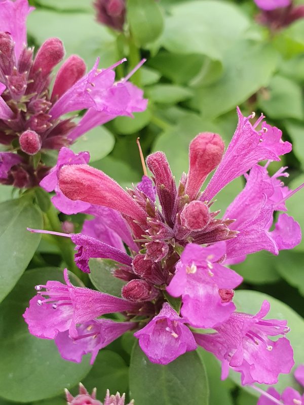 Agastache 'Apadana Rose' Agastache 'Apadana Rose'
