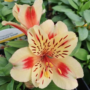 Alstroemeria Inticancha 'Sunset'