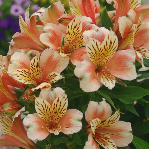 Alstroemeria ‘Inca Husky’ Alstroemeria ‘Inca Husky’