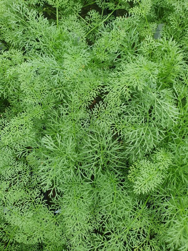 Ammi 'Green Mist' Ammi 'Green Mist'