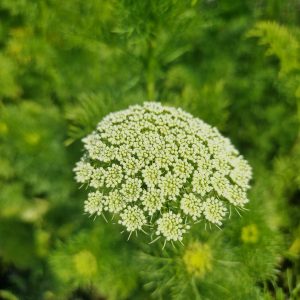 Ammi 'Green Mist'