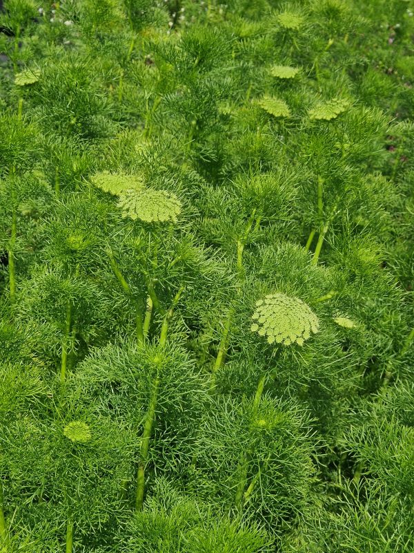Ammi green mist 2 Ammi 'Green Mist'