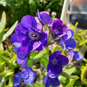 Anchusa azurea 'Loddon Royalist'