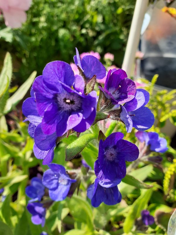 Anchussa Loddon Royalist Anchusa azurea 'Loddon Royalist'
