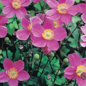 Anemone 'September Charm'