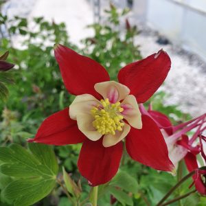 Aquilegia 'Crimson Star'