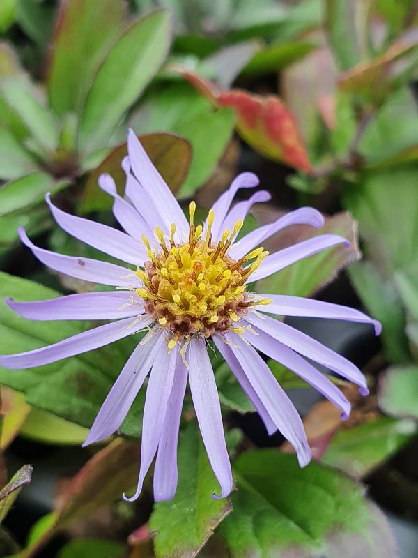 Aster ageratoides 'Adustus Nanus'
