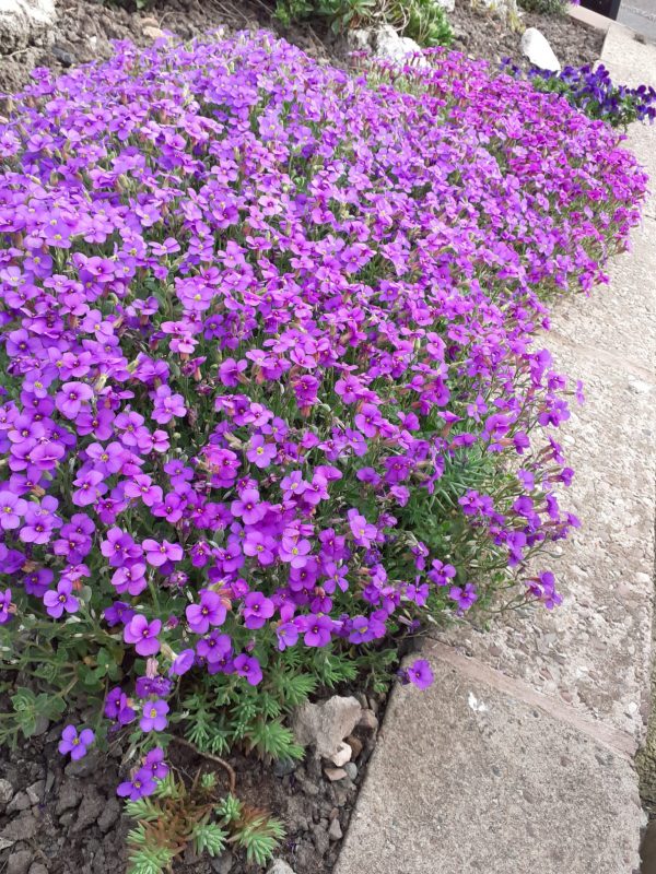 Aster alpinus 'Violet'