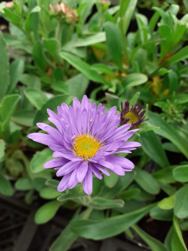 Aster alpinus 'Violet'