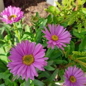 Aster alpinus 'Happy End'