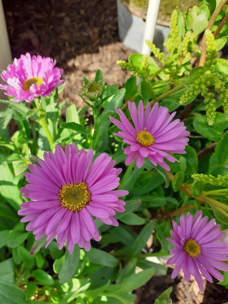 Aster alpinus 'Happy End' | Shop Established Asters | Proctors Nursery