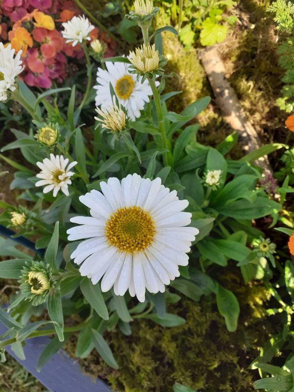 Aster alpinus 'White'