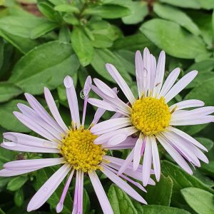Aster ageratoides 'Asmo'