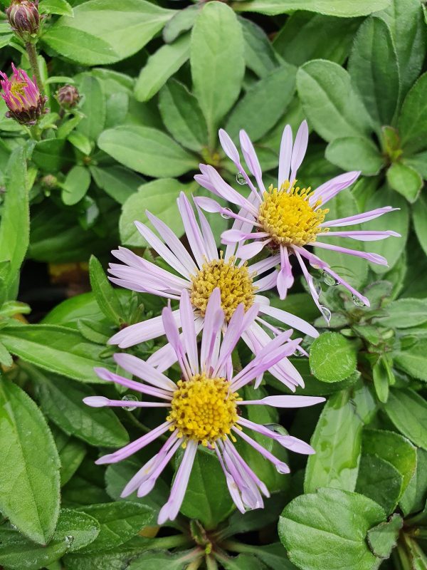 Aster ageratoides 'Asmo' 3 Aster ageratoides 'Asmo'