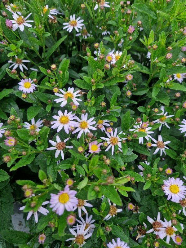 Aster ageratoides 'Asmo' Aster ageratoides 'Asmo'